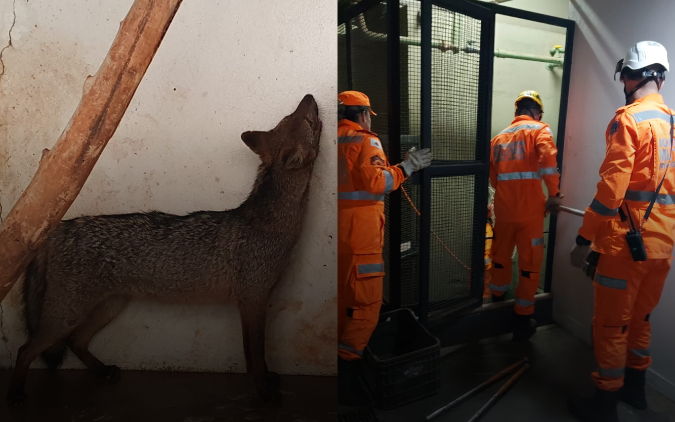 Imagem do animal capturado pelo Corpo de Bombeiros (ao lado).