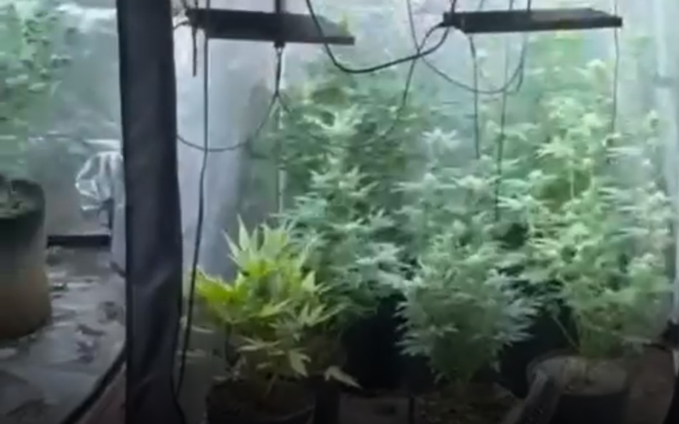 Estufa de maconha descoberta em operação policial.