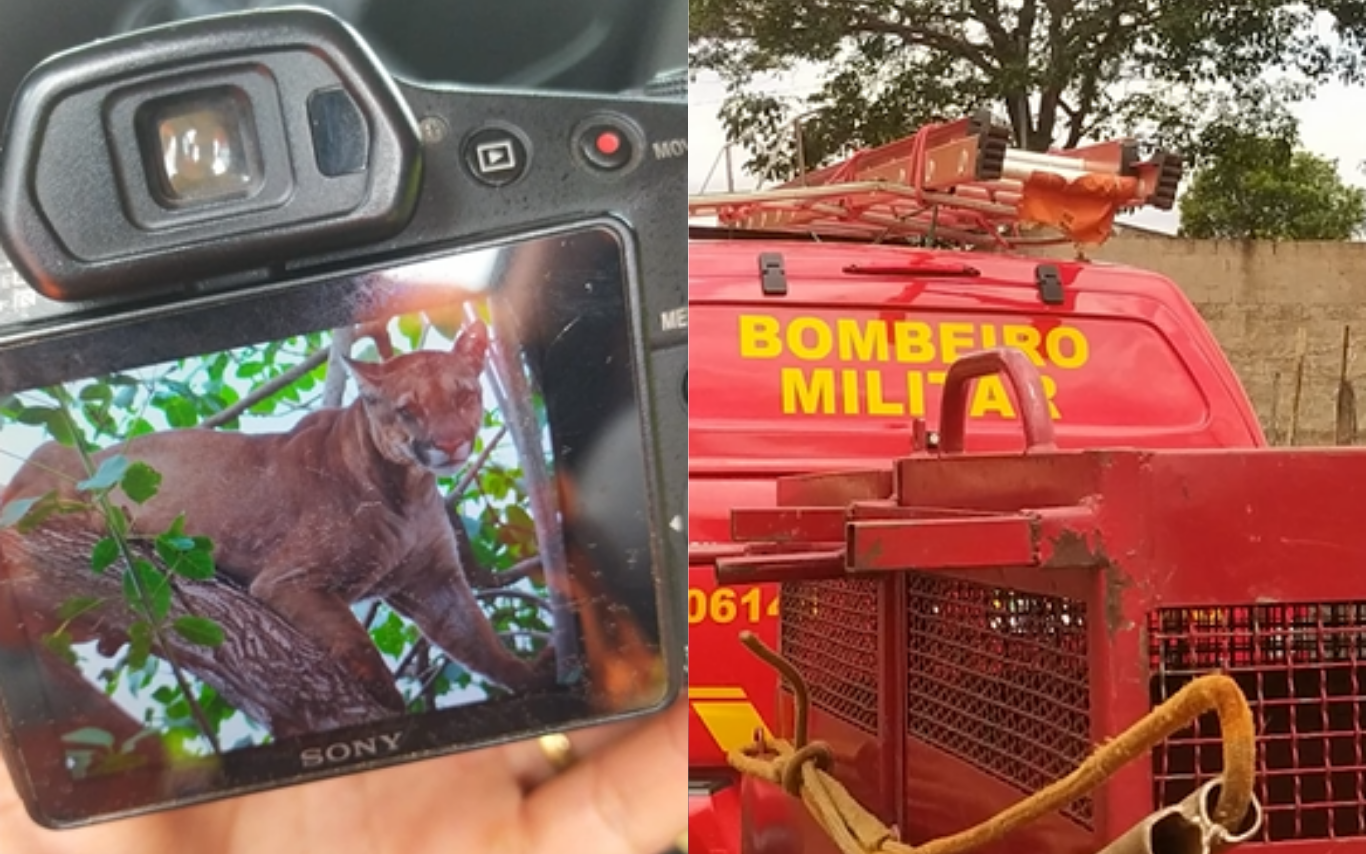 Registro da onça-parda retirada pelos Bombeiros.