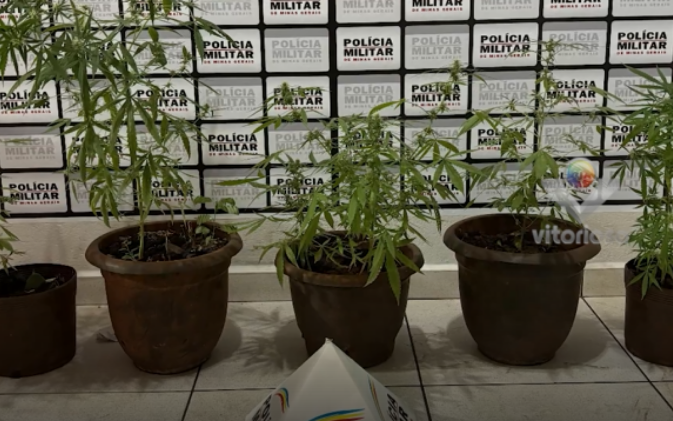 Imagem das plantas apreendidas durante operação policial em Ituiutaba.