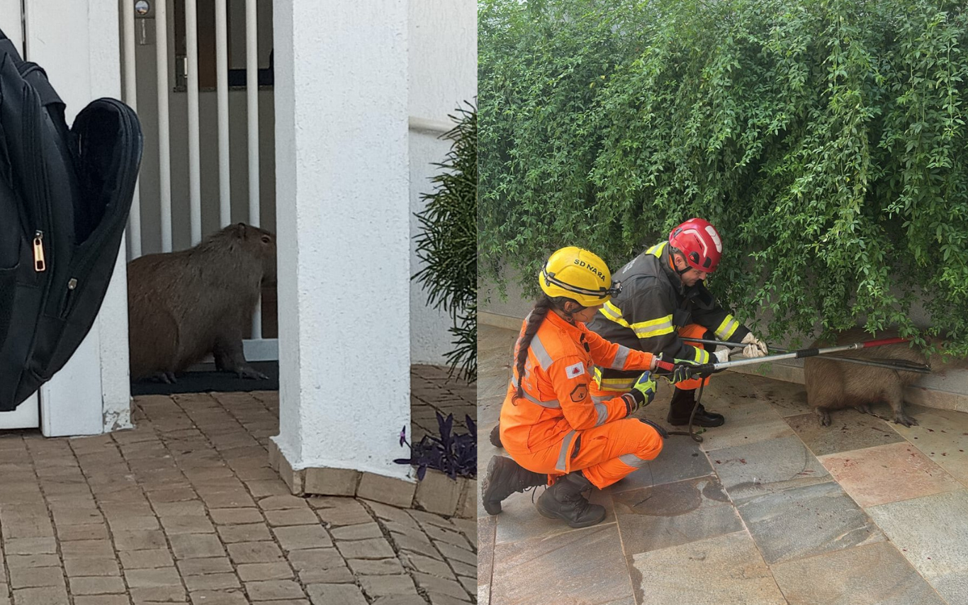 Imagens da capivara no local em que foi encontrada e no momento da captura.