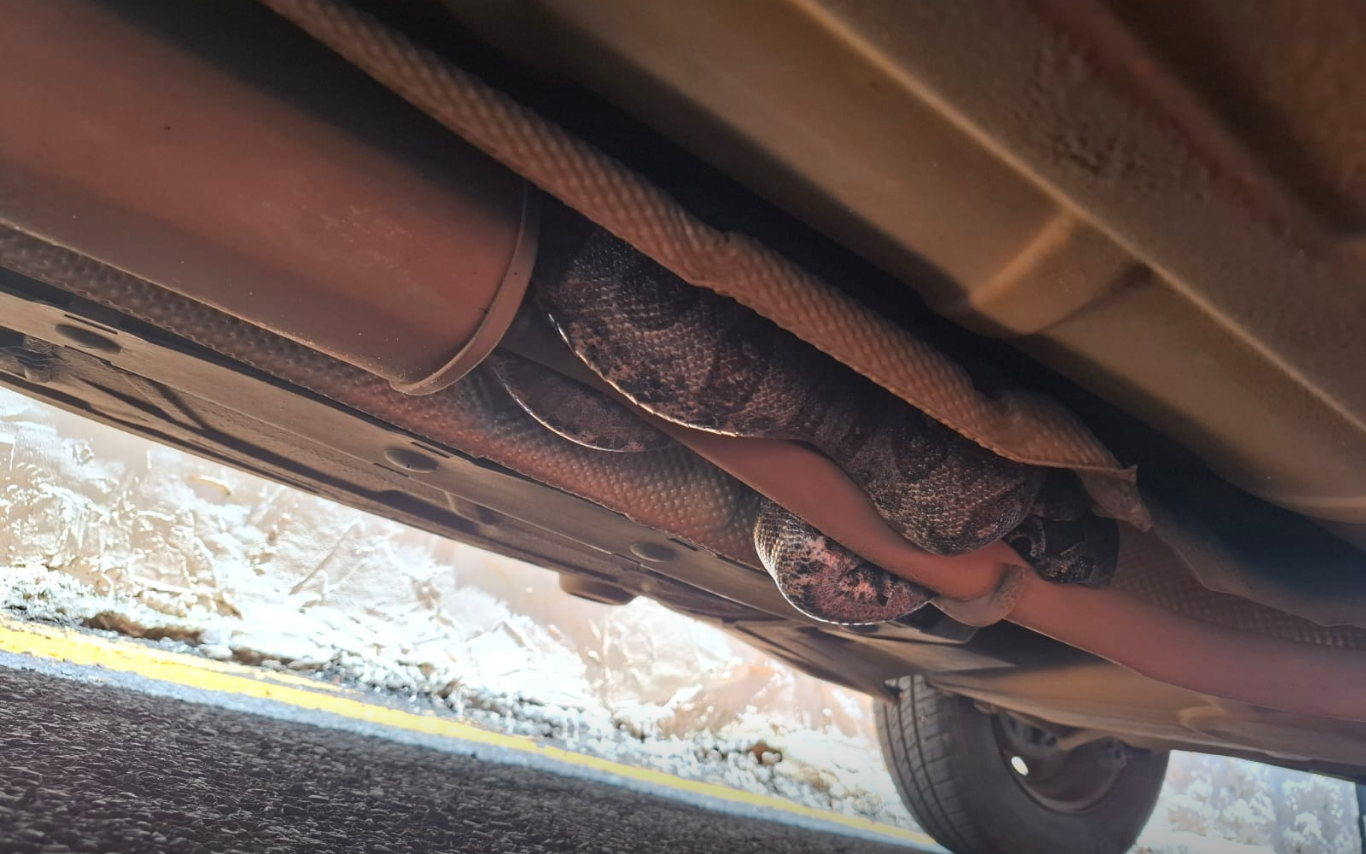 Jiboia capturada em Araguari.