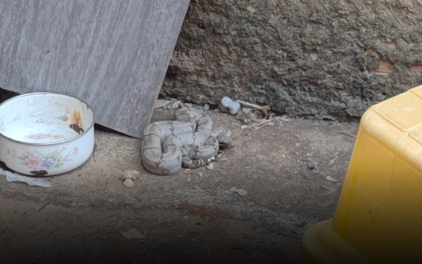 Cobra capturada no Morada Nova.