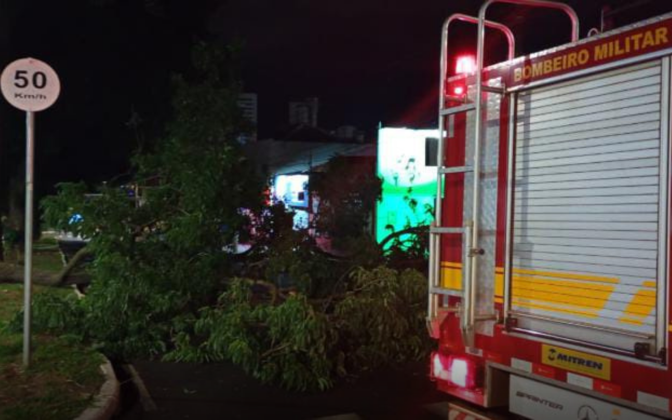 Árvore caída no bairro Osvaldo Rezende.
