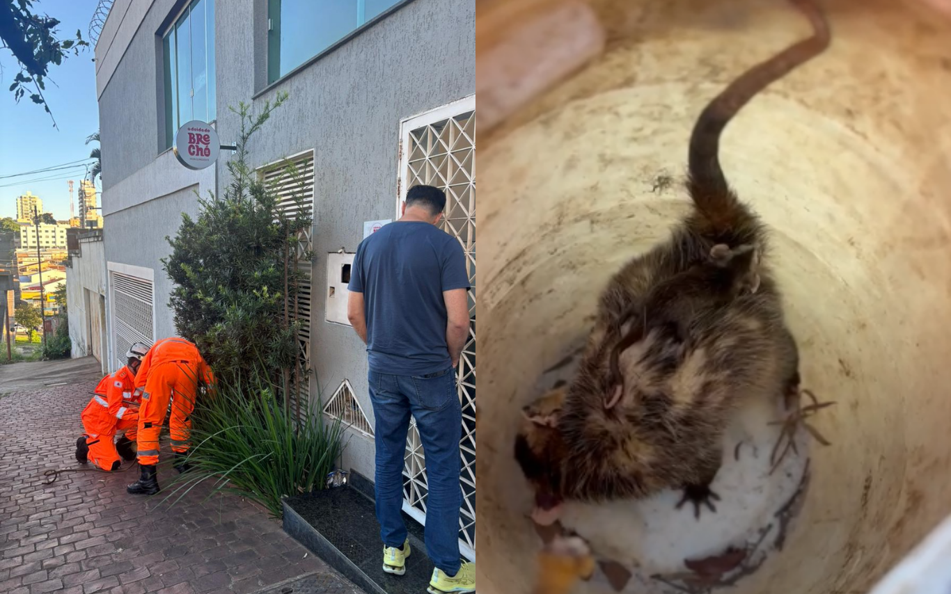 Momento da captura dos gambás.