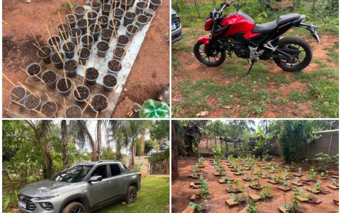 Plantação de maconha e veículos apreendidos pela PC.
