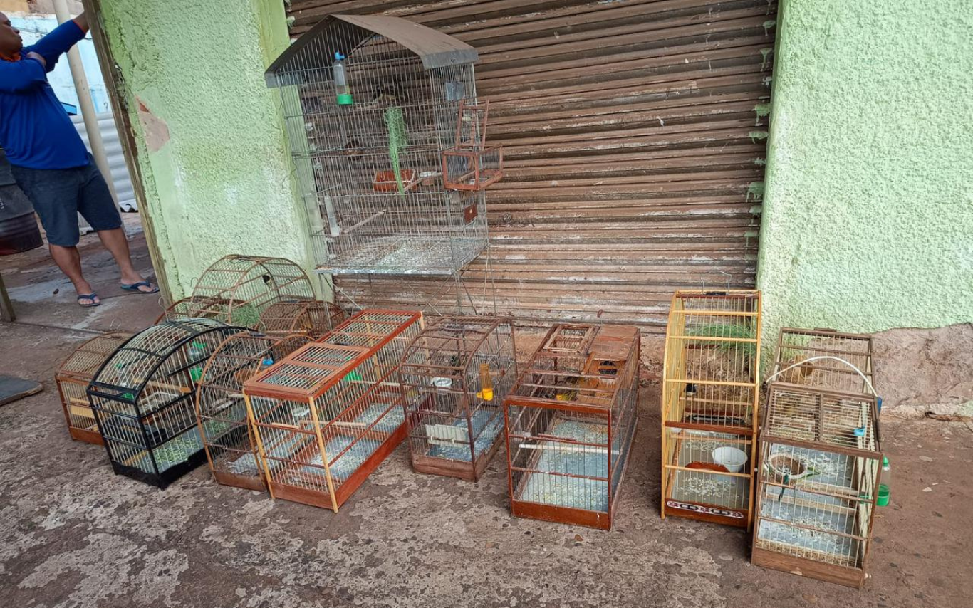Pássaros apreendidos no Jardim Brasília, em Uberlândia