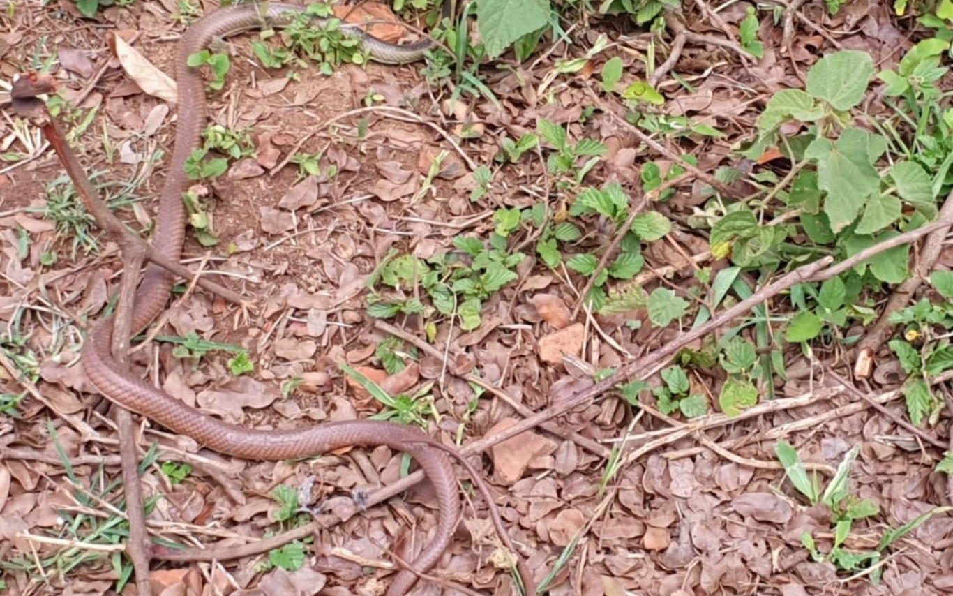 Cobra no momento da soltura.