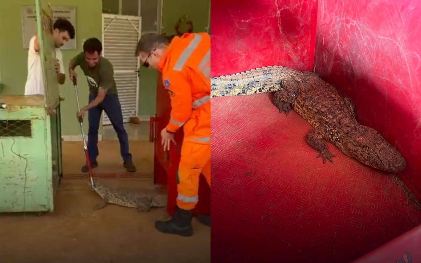 Jacaré capturado em Patos de Minas.