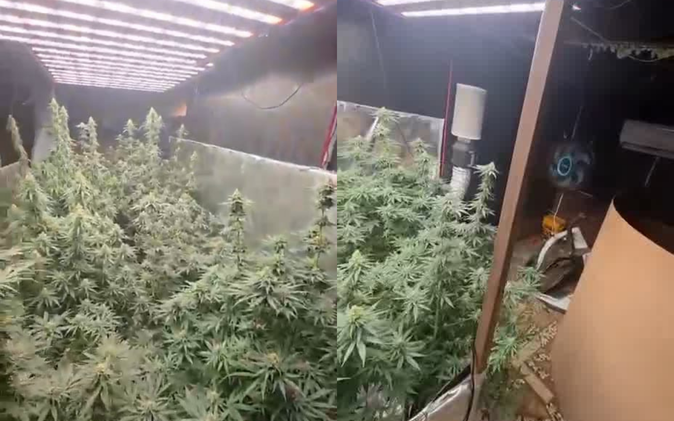 Estufa de maconha descoberta no Morada Nova.