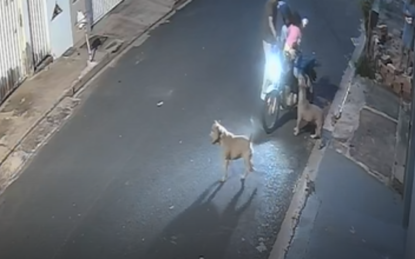 Imagens do ataque de pitbulls em Uberlândia.