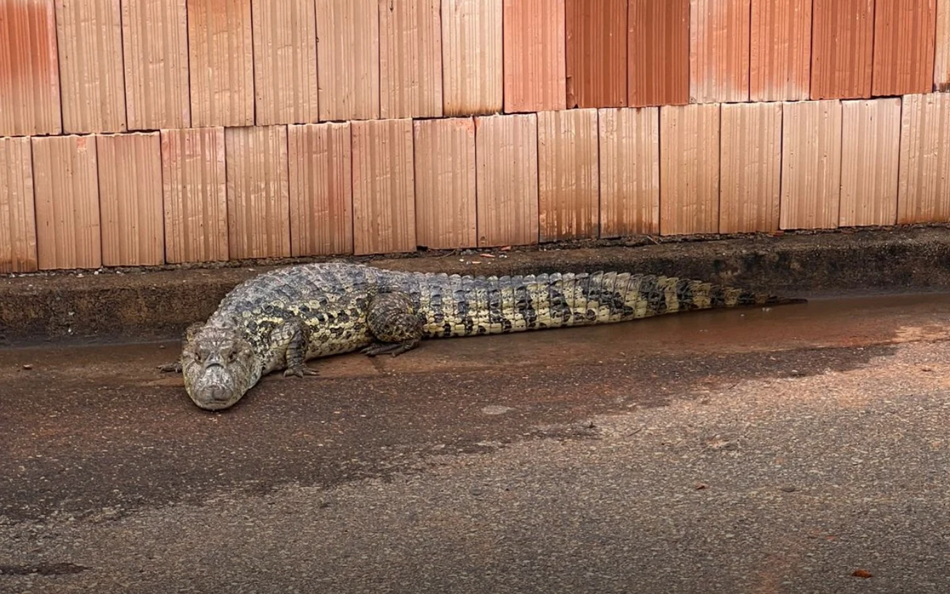 Jacaré capturado em Patos de Minas.