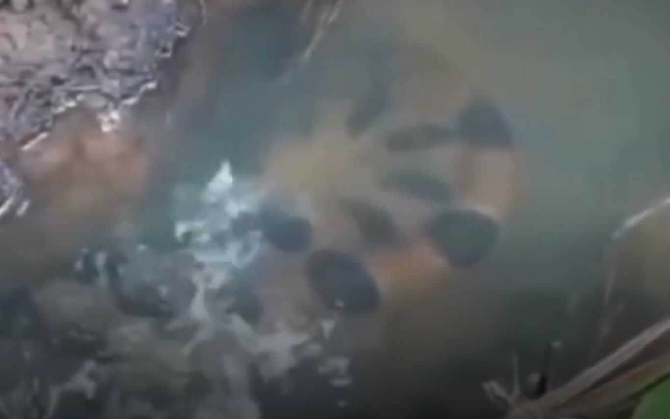 Imagem da sucuri em Santa Vitória.