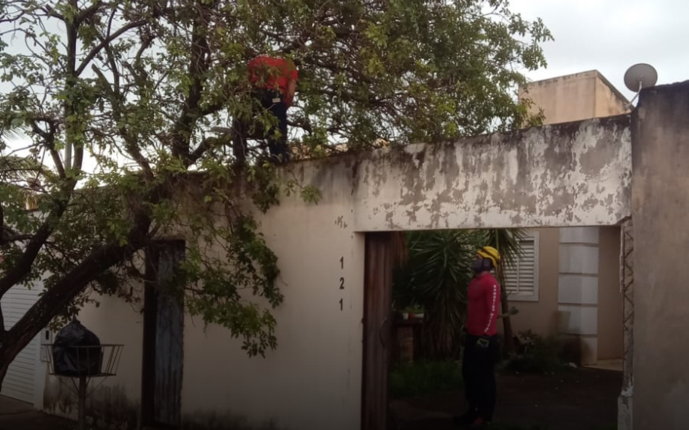 Retirada de árvore caída em Ituiutaba.