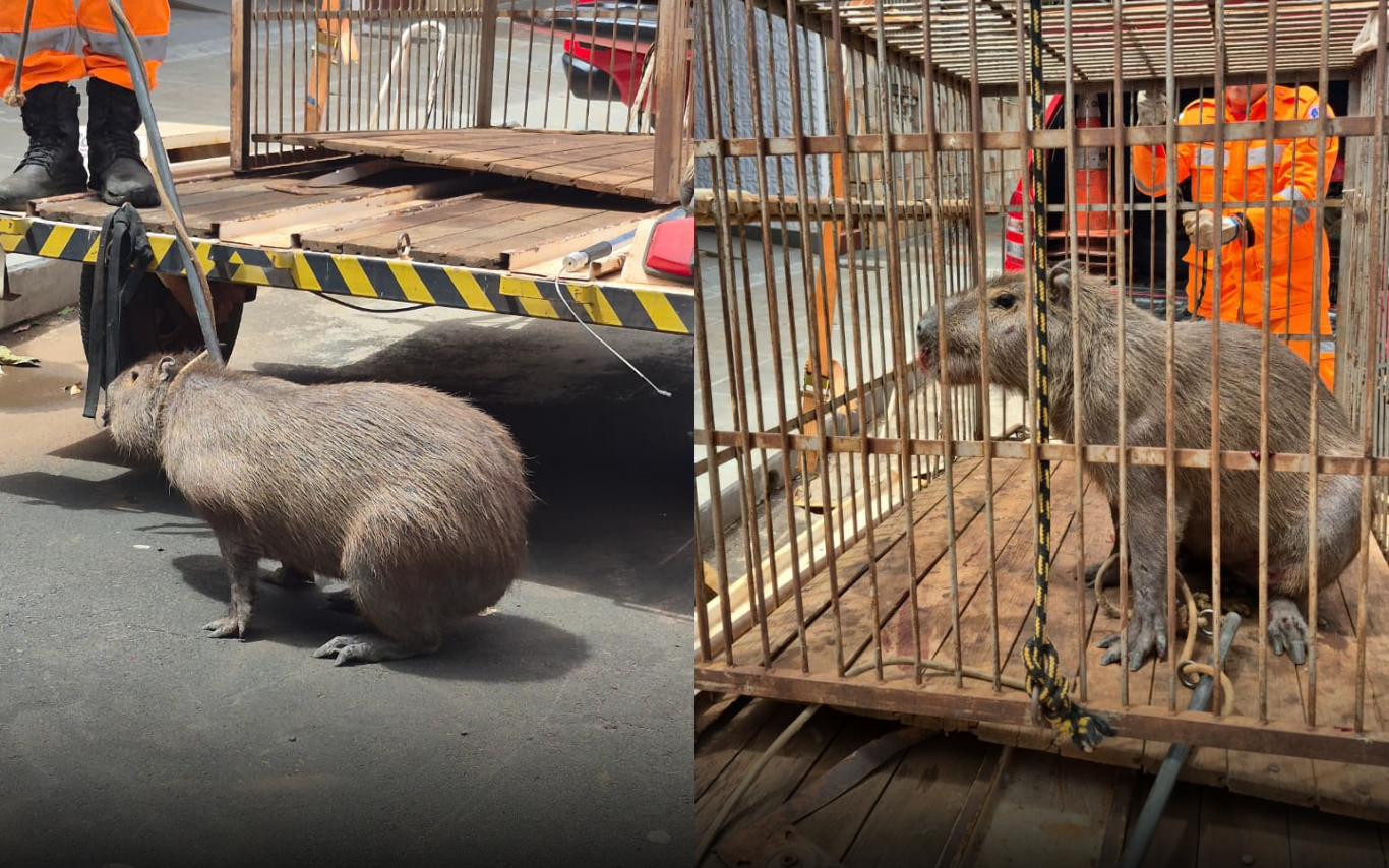Capivara capturada em Tupaciguara