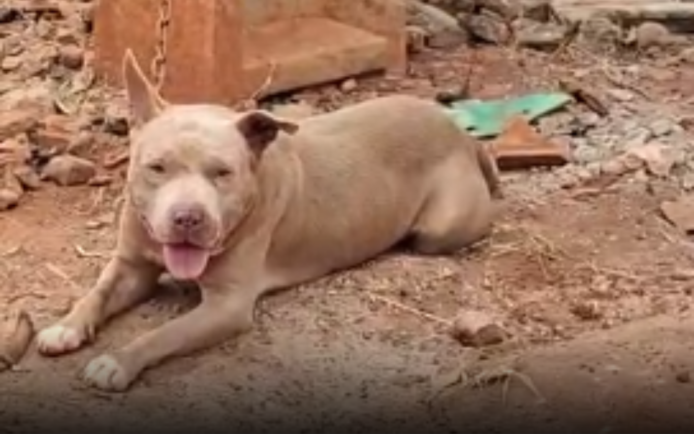 Pitbull encontrado sem tutor no Assentamento Maná