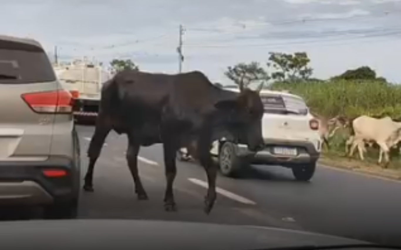 Travessia de gado atrapalha veículos no anel viário de Uberlândia