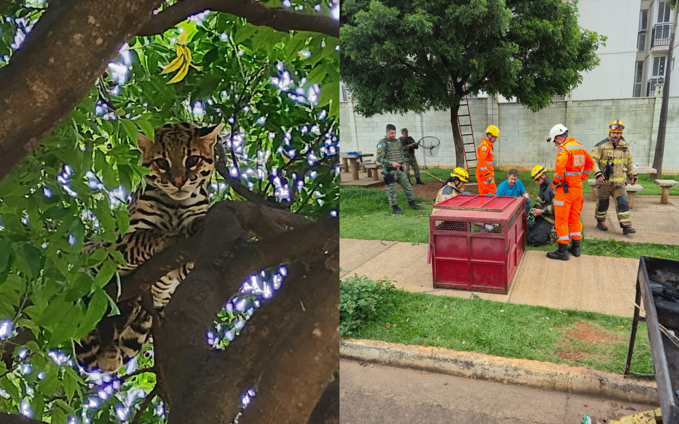 jaguatirica capturada em condomínio de Uberlândia