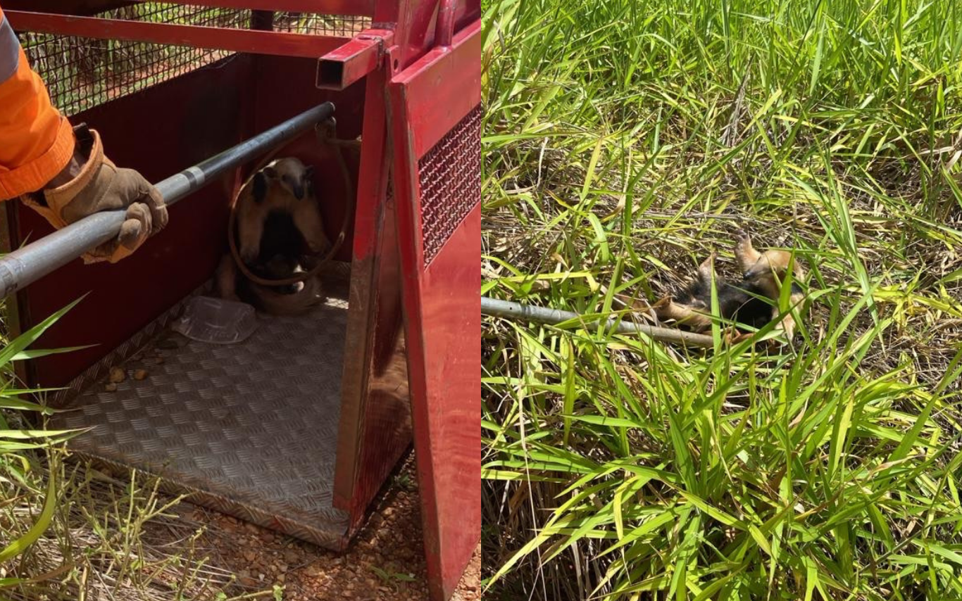 Tamanduá-mirim resgatado em Gurinhatã