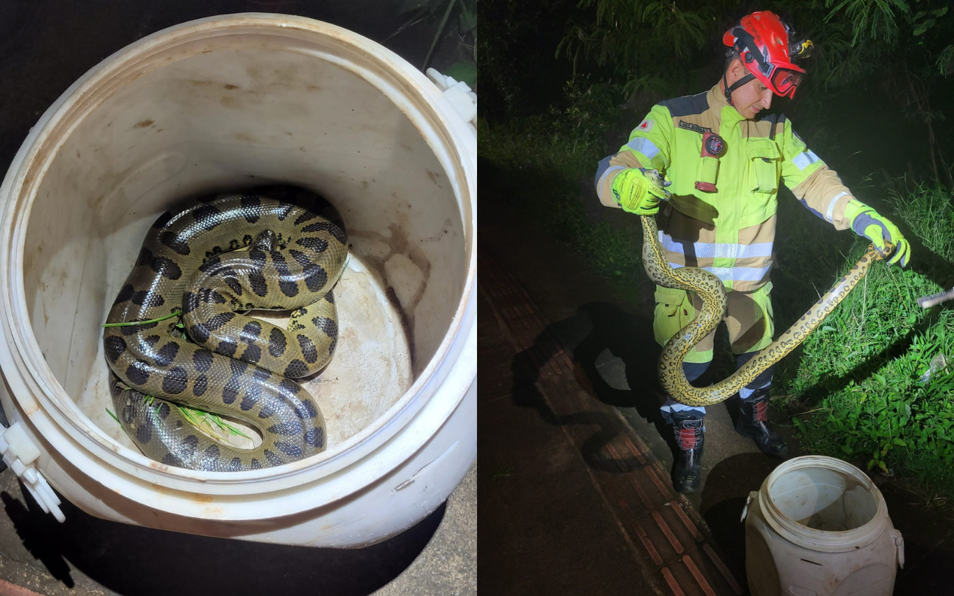 Sucuri capturada no bairro Daniel Fonseca