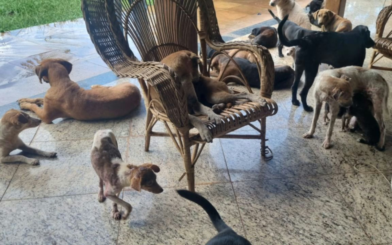 Cachorros em situação de maus tratos em Uberlândia