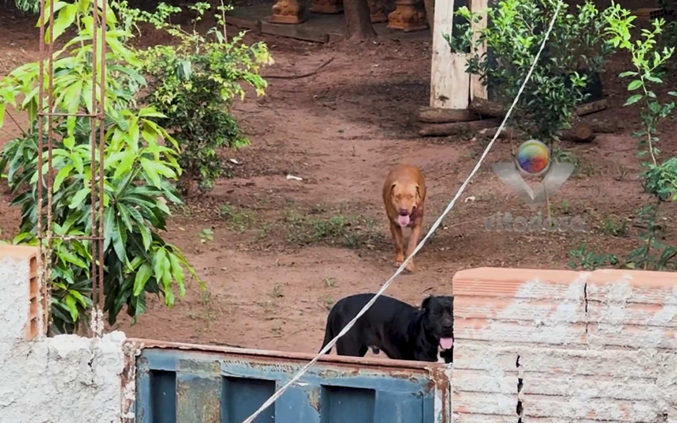 Cães acusados de atacar outros animais no Shopping Park