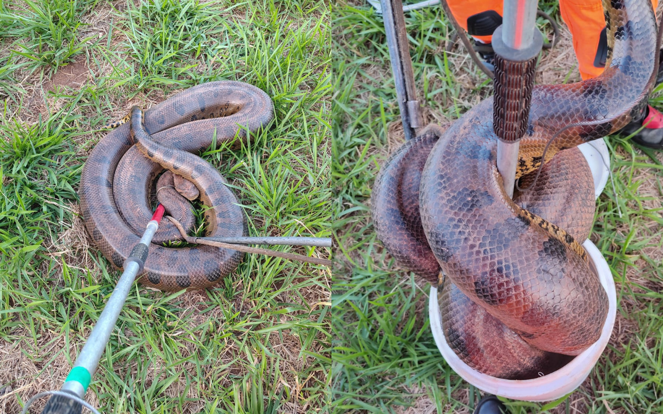 Sucuri de quatro metros encontrada em Uberlândia