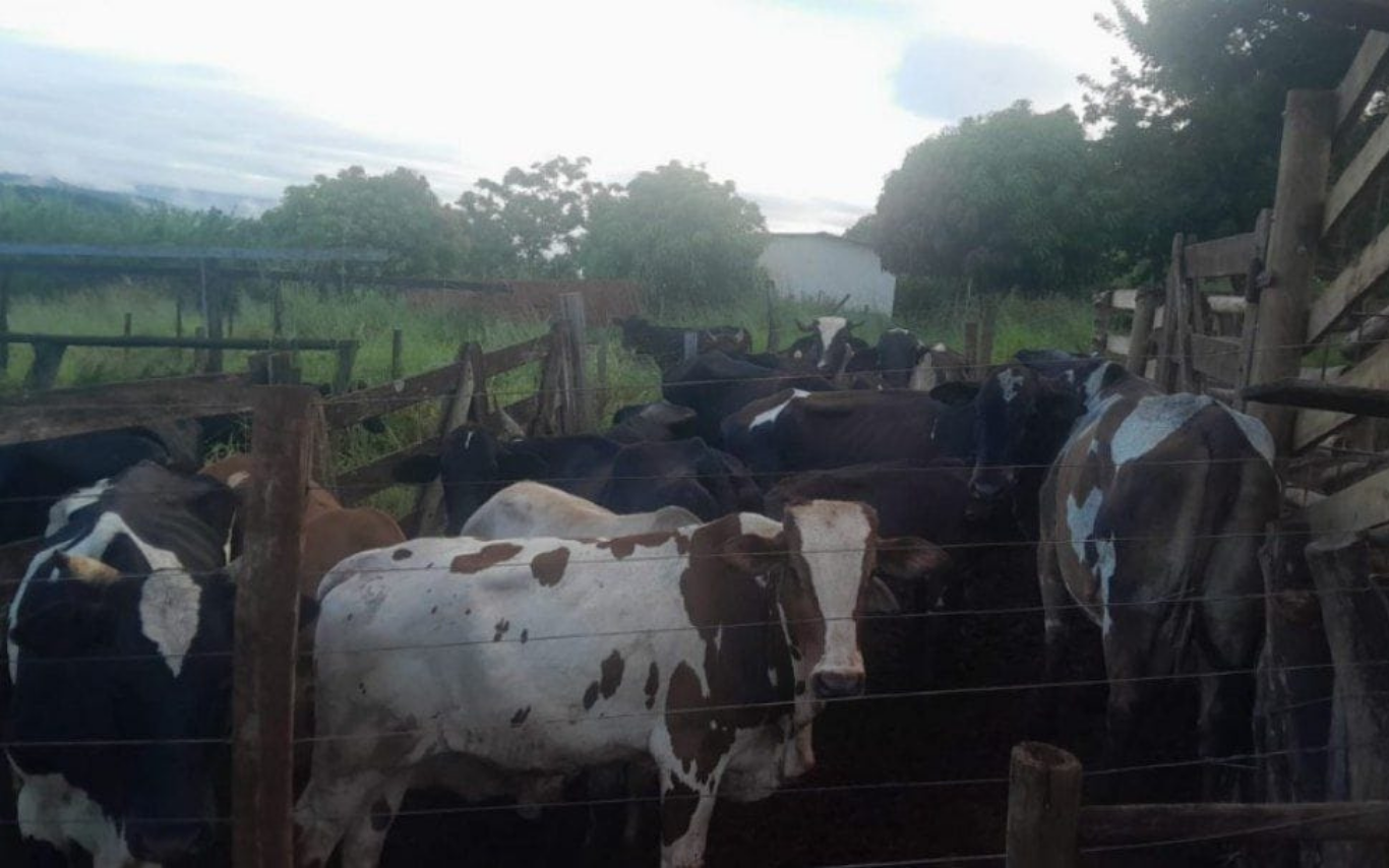 Cabeças de gado recuperadas em Uberlândia