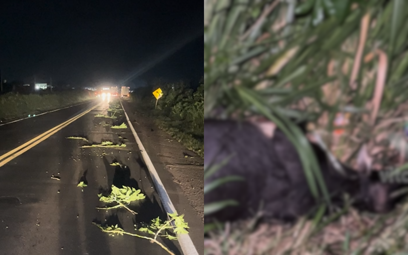 Bovinos atropelados no Distrito Industrial, em Uberlândia