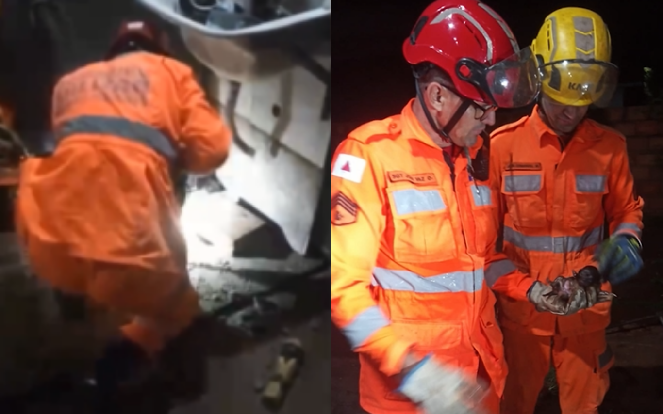 Resgate de filhote de cachorro em Ituiutaba