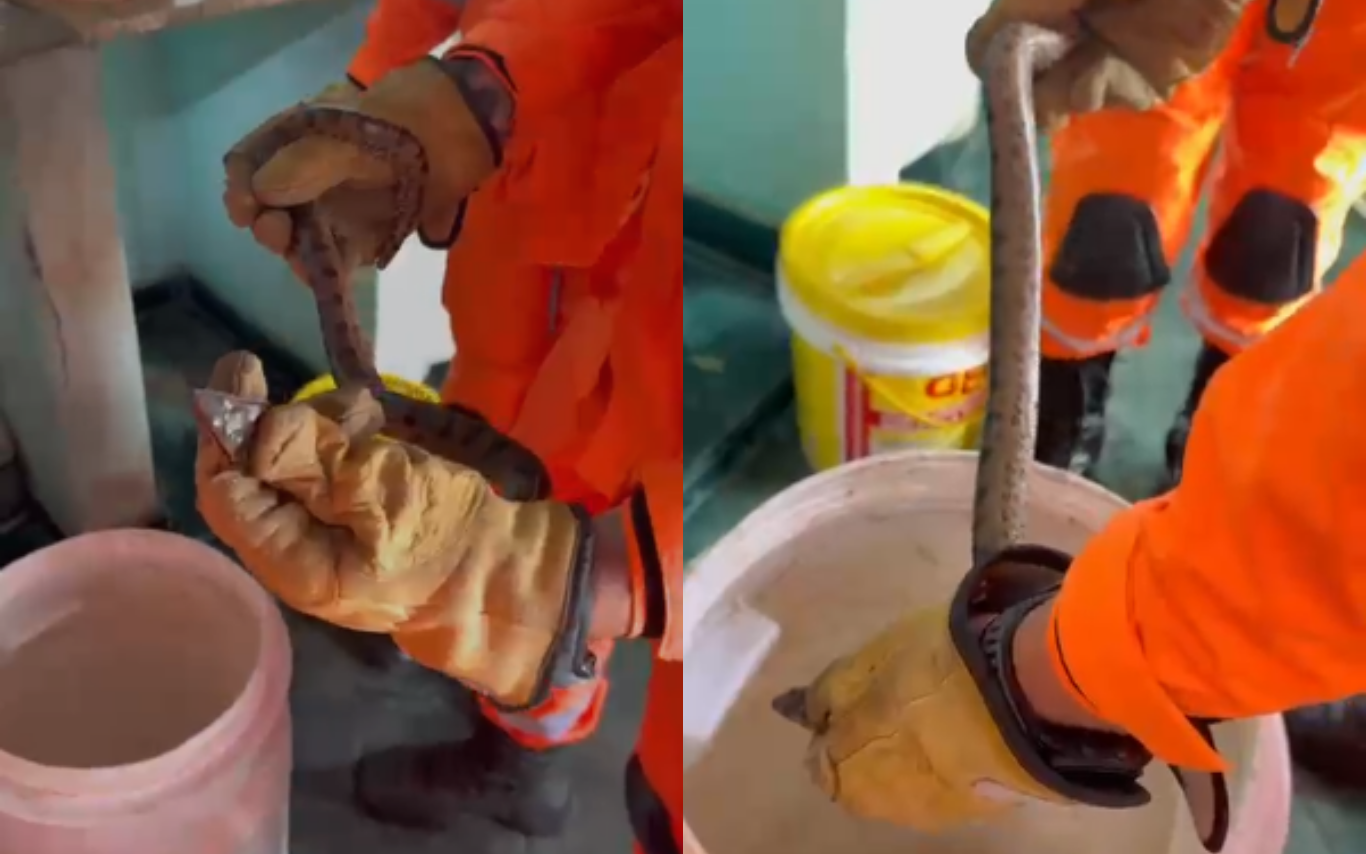 Filhote de sucuri no Chácaras Tubalina, em Uberlândia