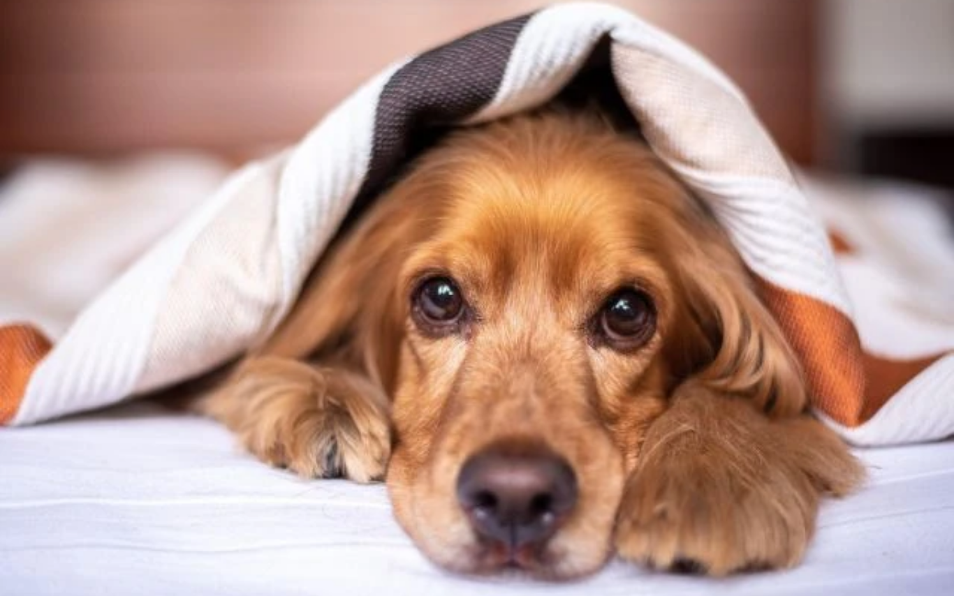 Senado aprova regras para guarda compartilhada de animais em caso de divórcio