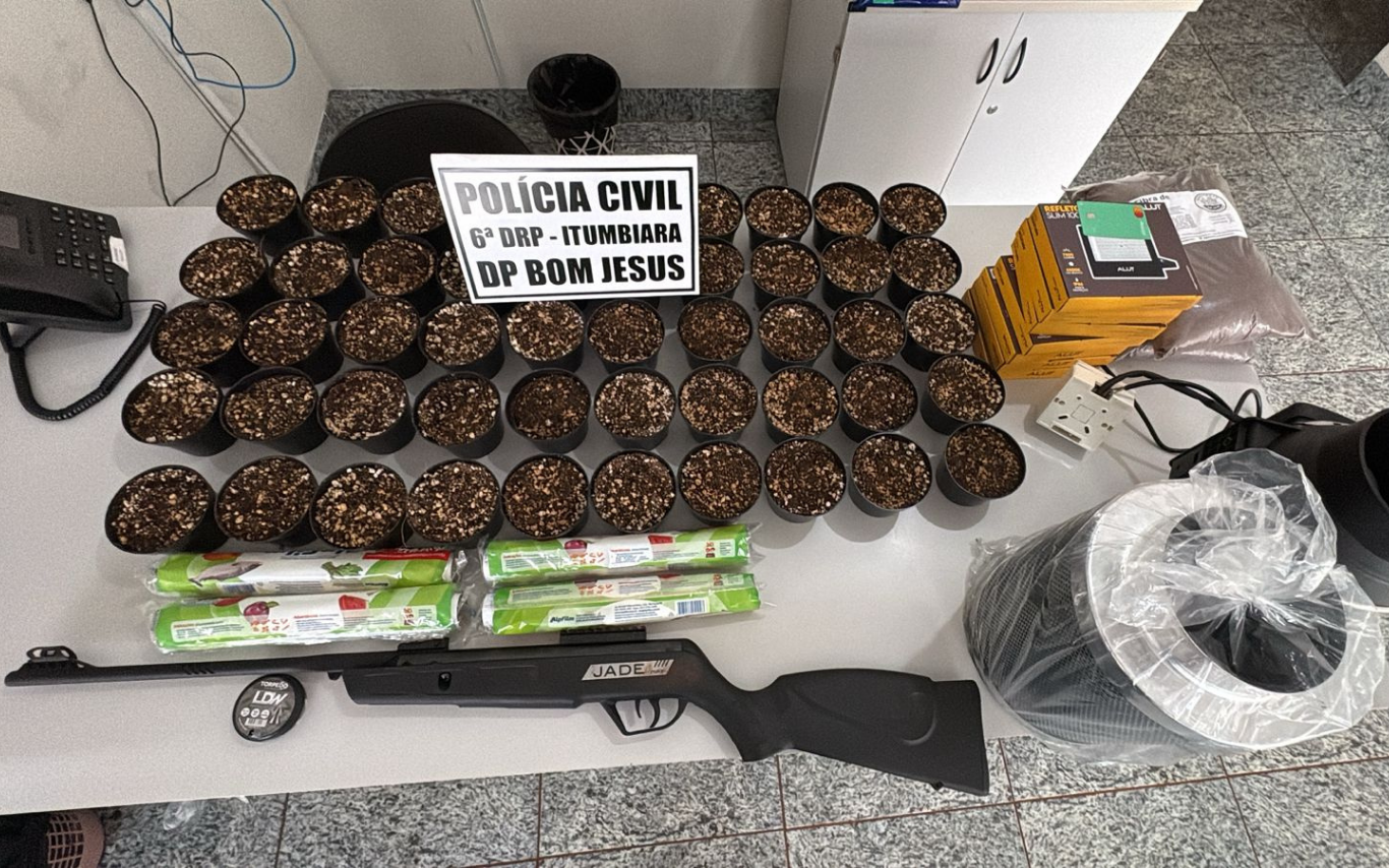 Cultivo ilegal de maconha é desmantelado em GO