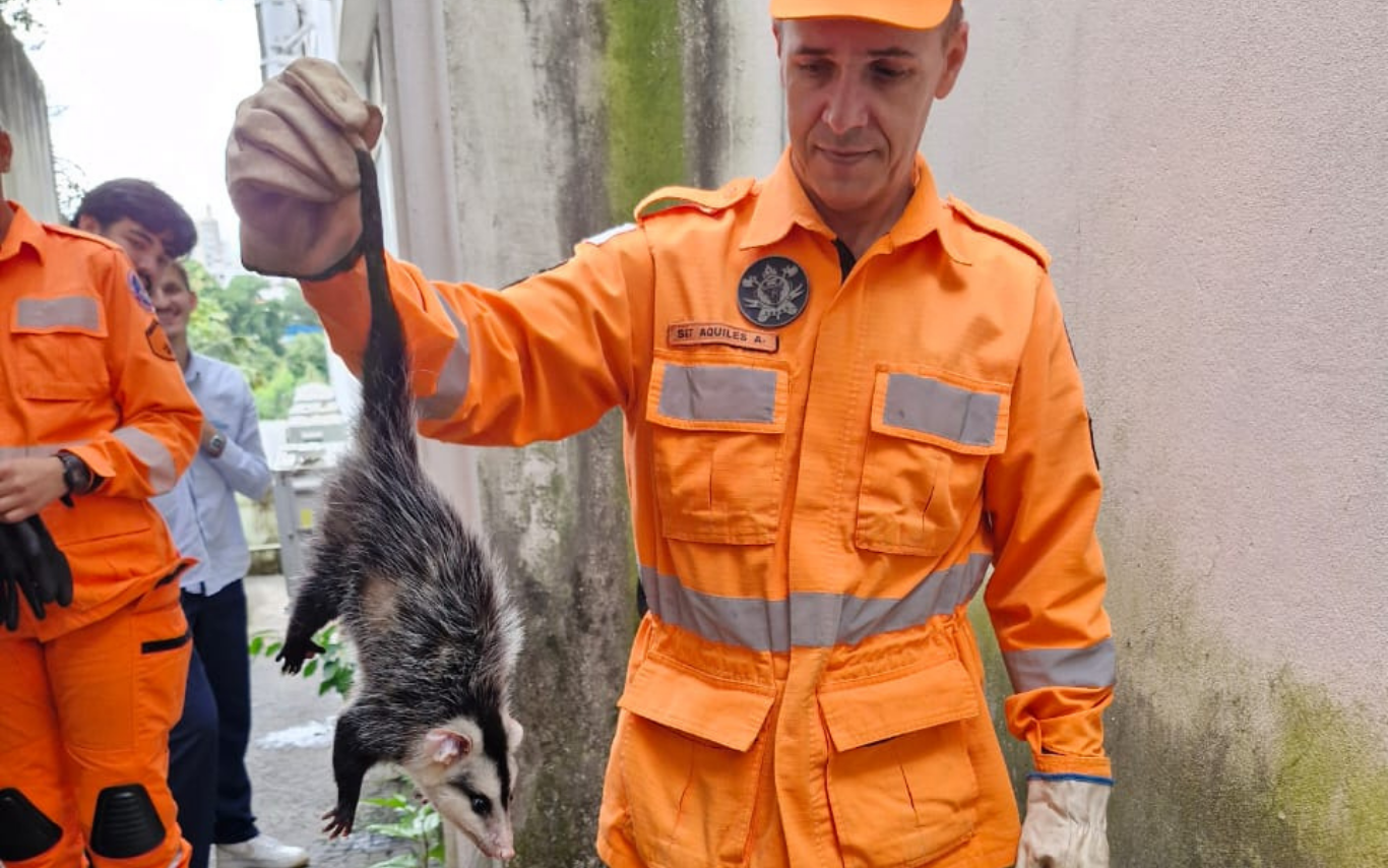 Gambá resgatado em clínica infantil de Uberlândia