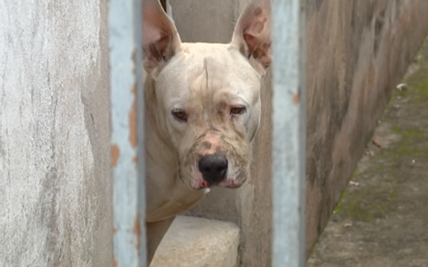 Ataque de pitbull deixa três feridos em Uberlândia