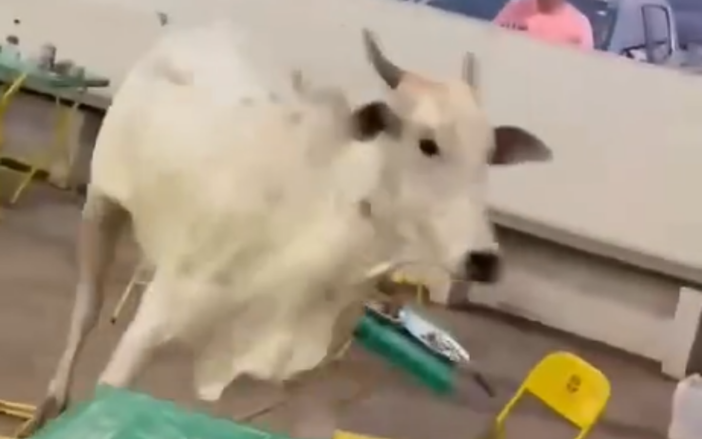 Boi foge de leilão em Frutal