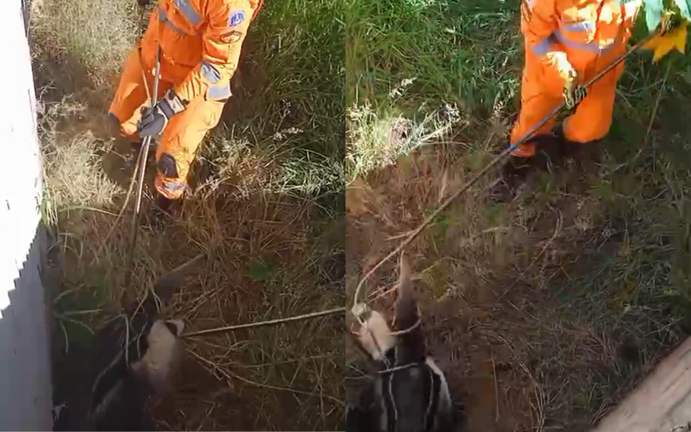 Tamanduá-bandeira é resgatado em Araguari