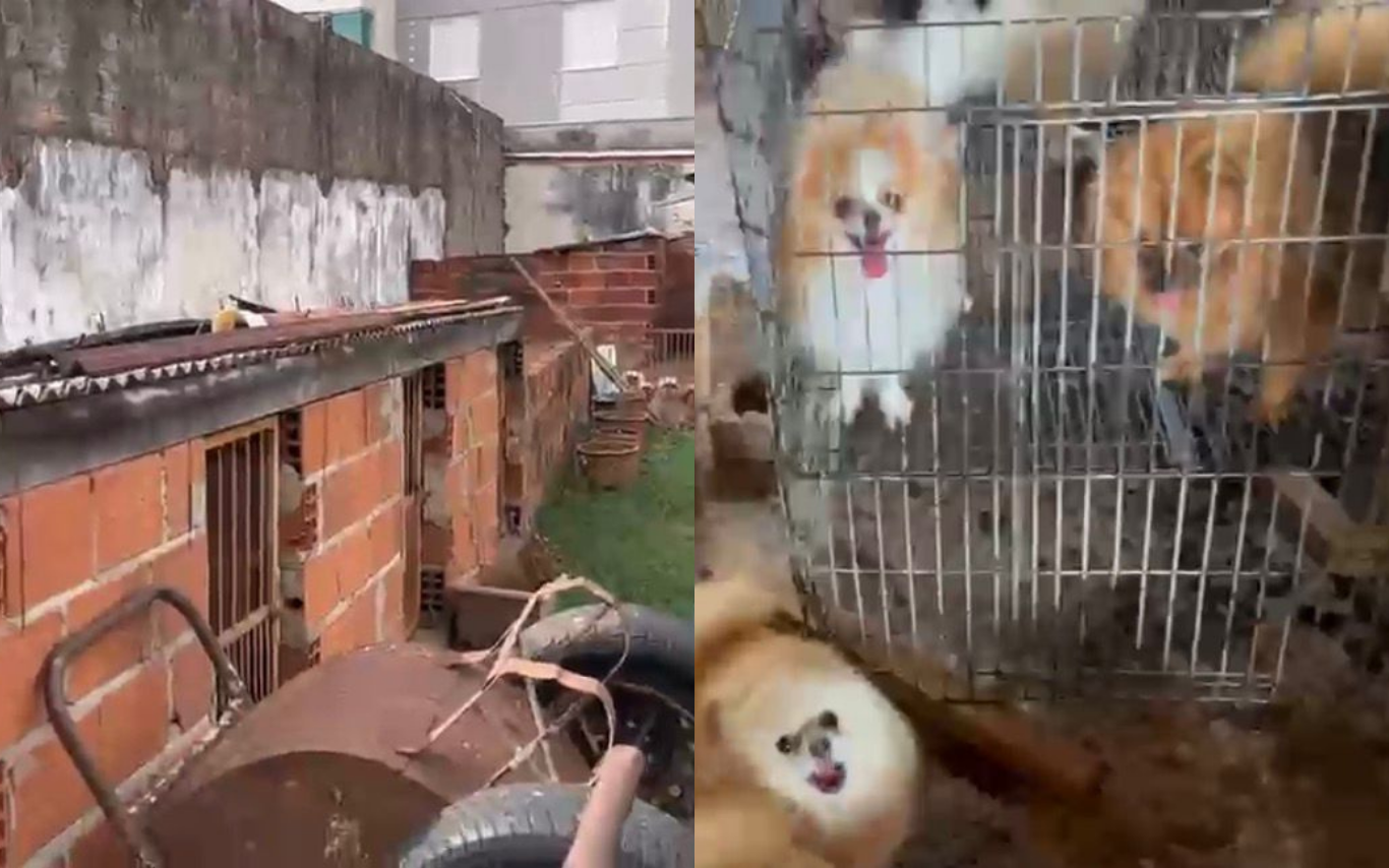 Cachorros são resgatados de canil clandestino em Uberlândia