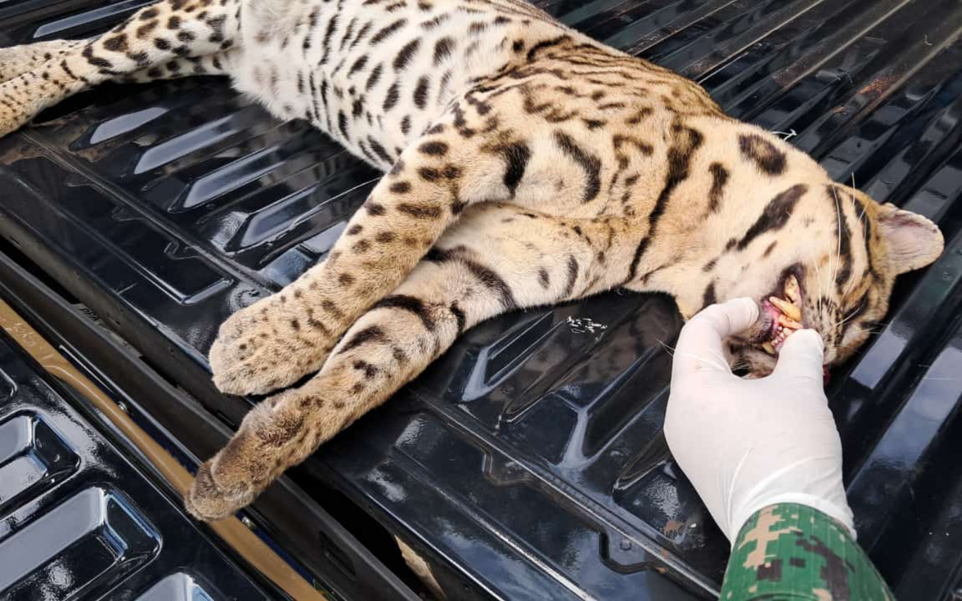 Jaguatirica encontrada morta próximo a Tupaciguara