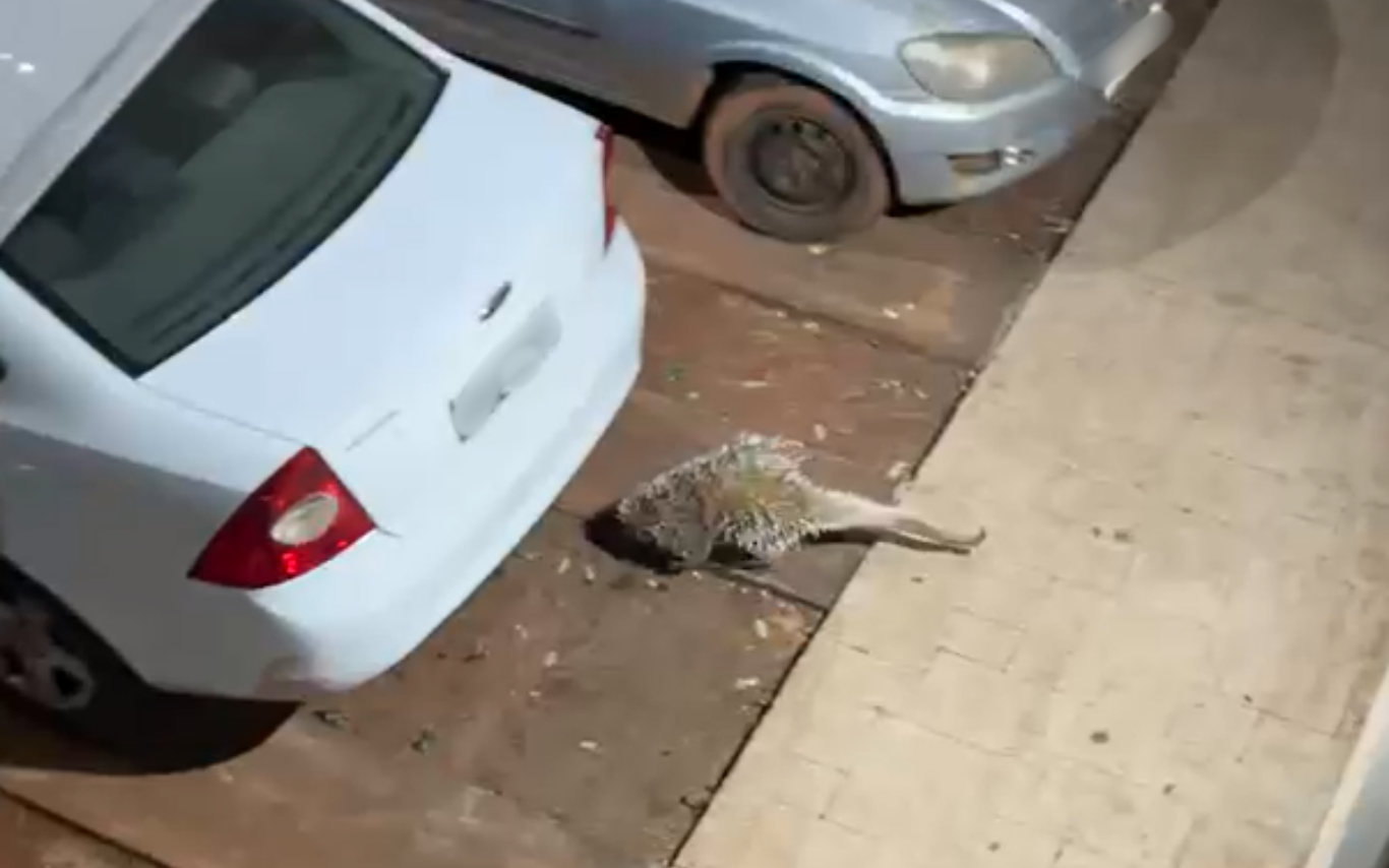 Porco-espinho é resgatado no bairro Grand Ville