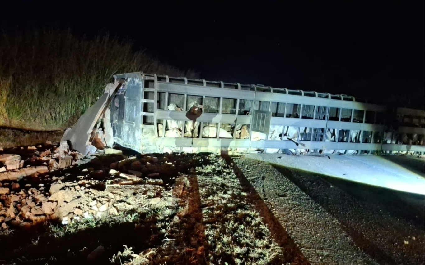 Carreta com cabeças de gado tomba na BR-365, em Patos de Minas