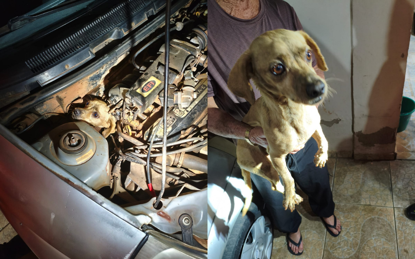 Cachorro é resgatado de dentro de motor de carro