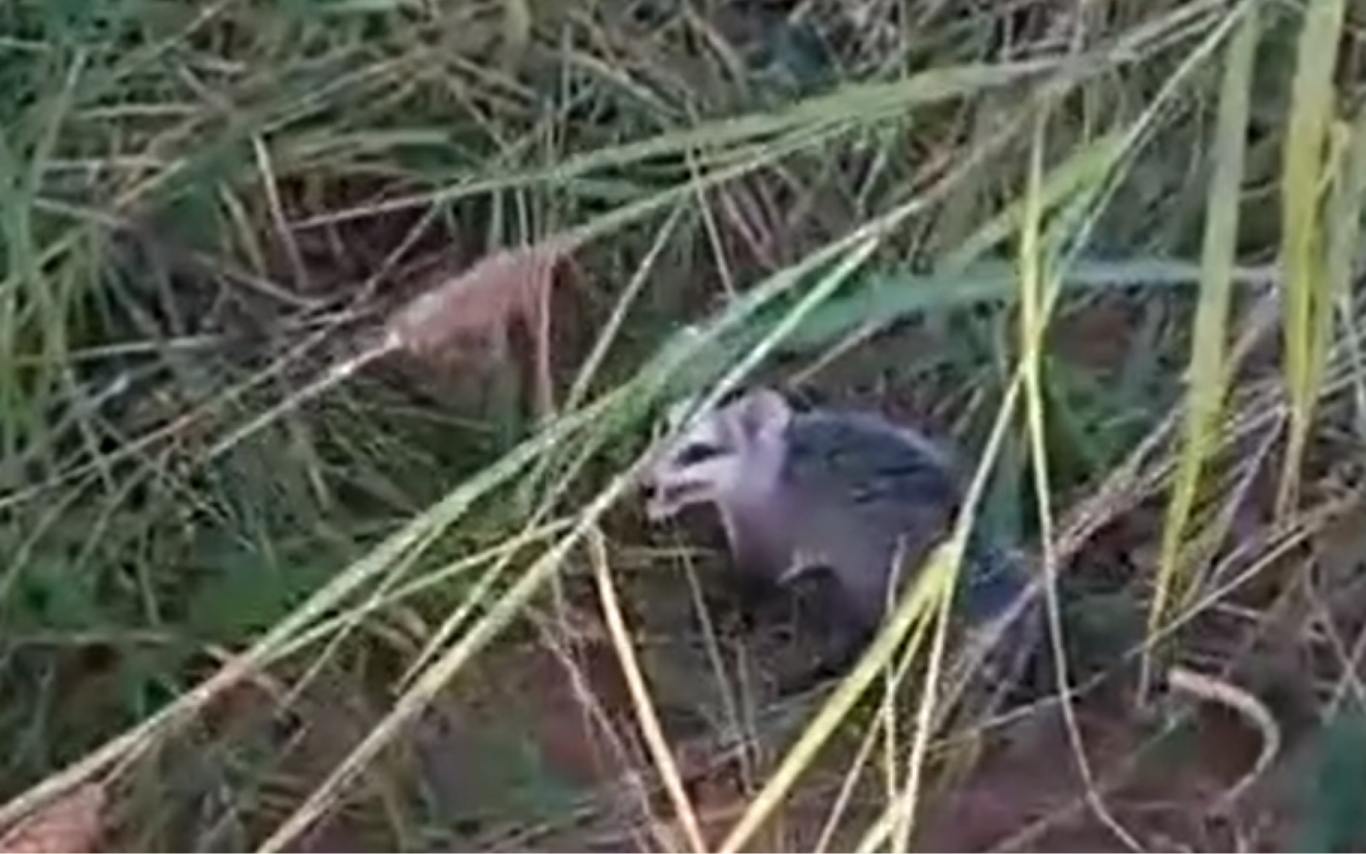 Gambá é resgatado em Ituiutaba