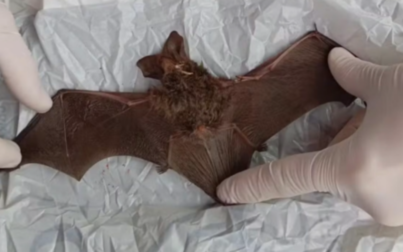 Mais um morcego com raiva é encontrado em Uberlândia