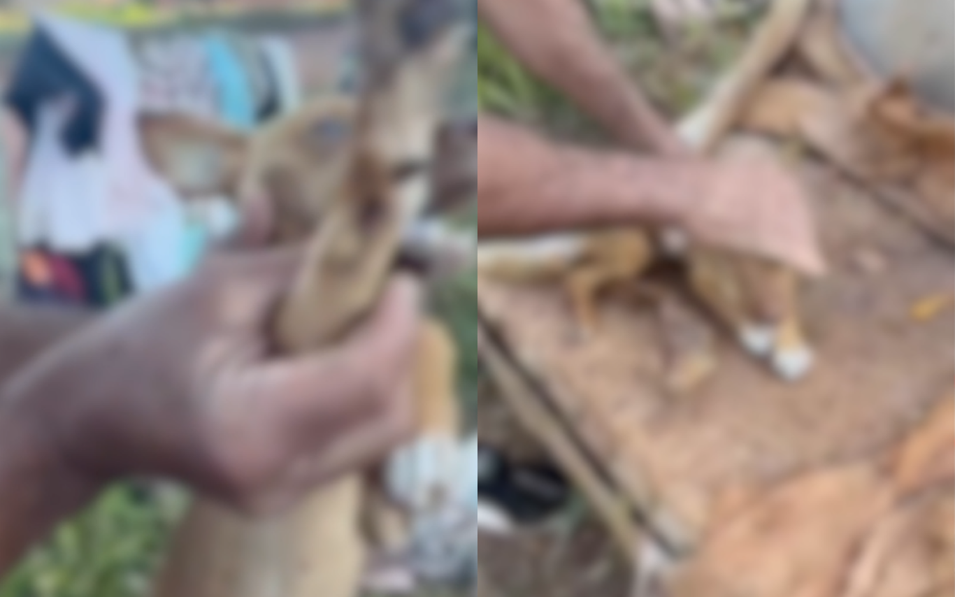 Homem é preso por maus-tratos e zoofilia contra cães em Uberlândia