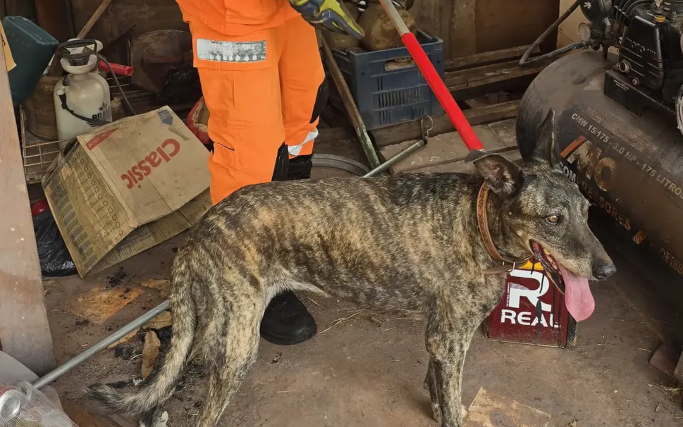 Cachorro é resgatado em vão entre dois muros em Ituiutaba