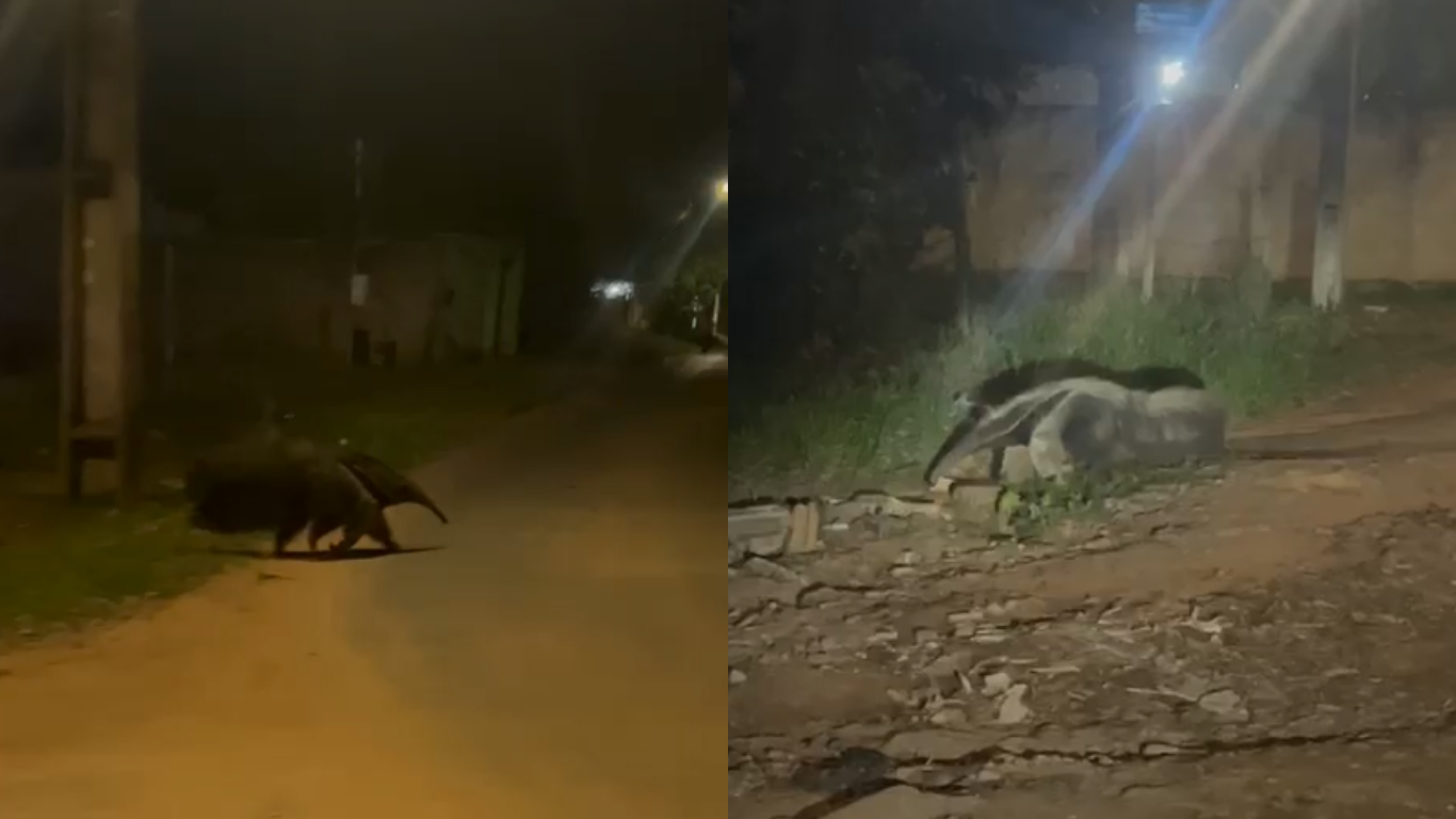 Tamanduá-bandeira resgatado em Uberlândia
