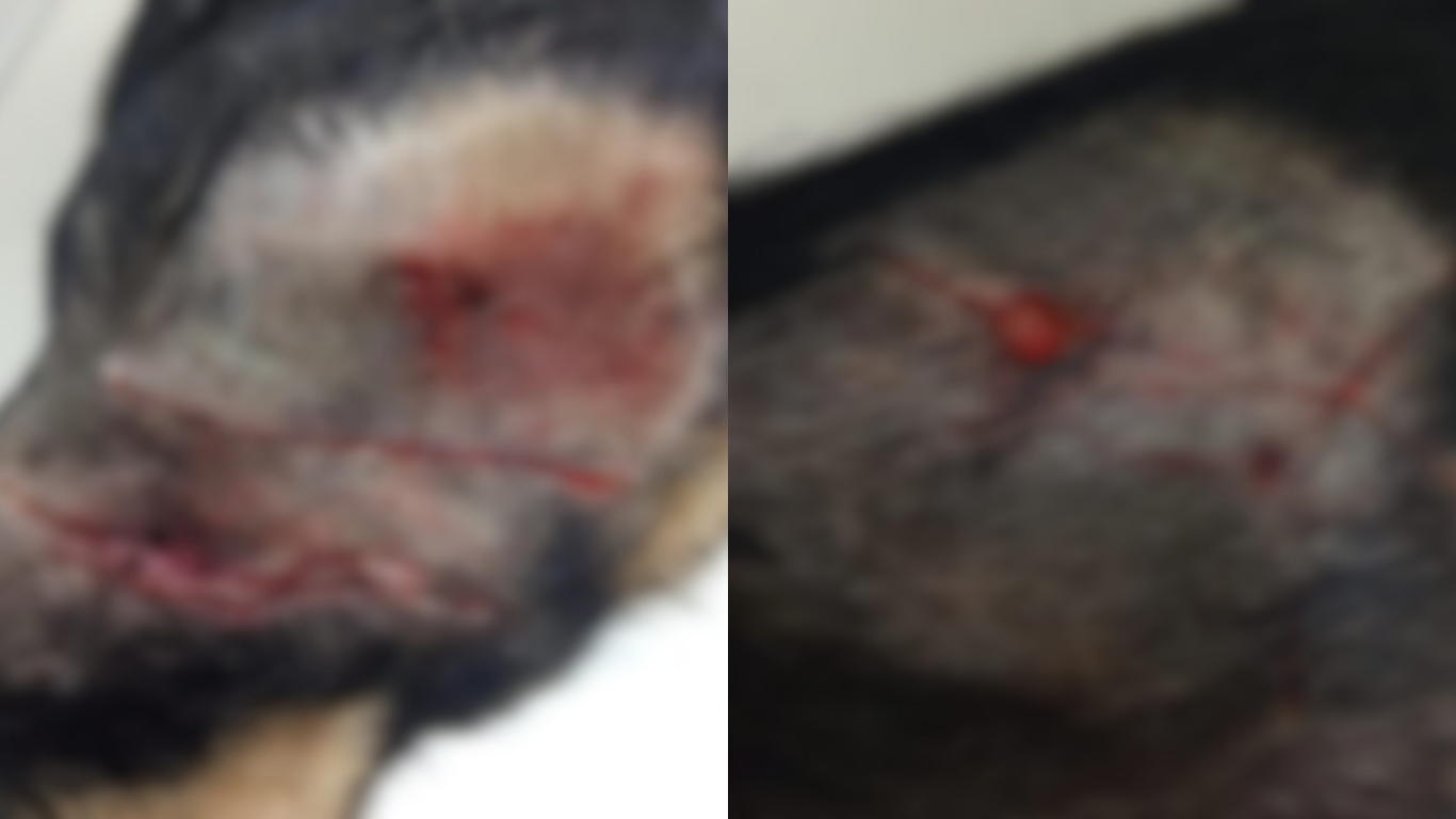 Ataque de pitbull em Patos de Minas