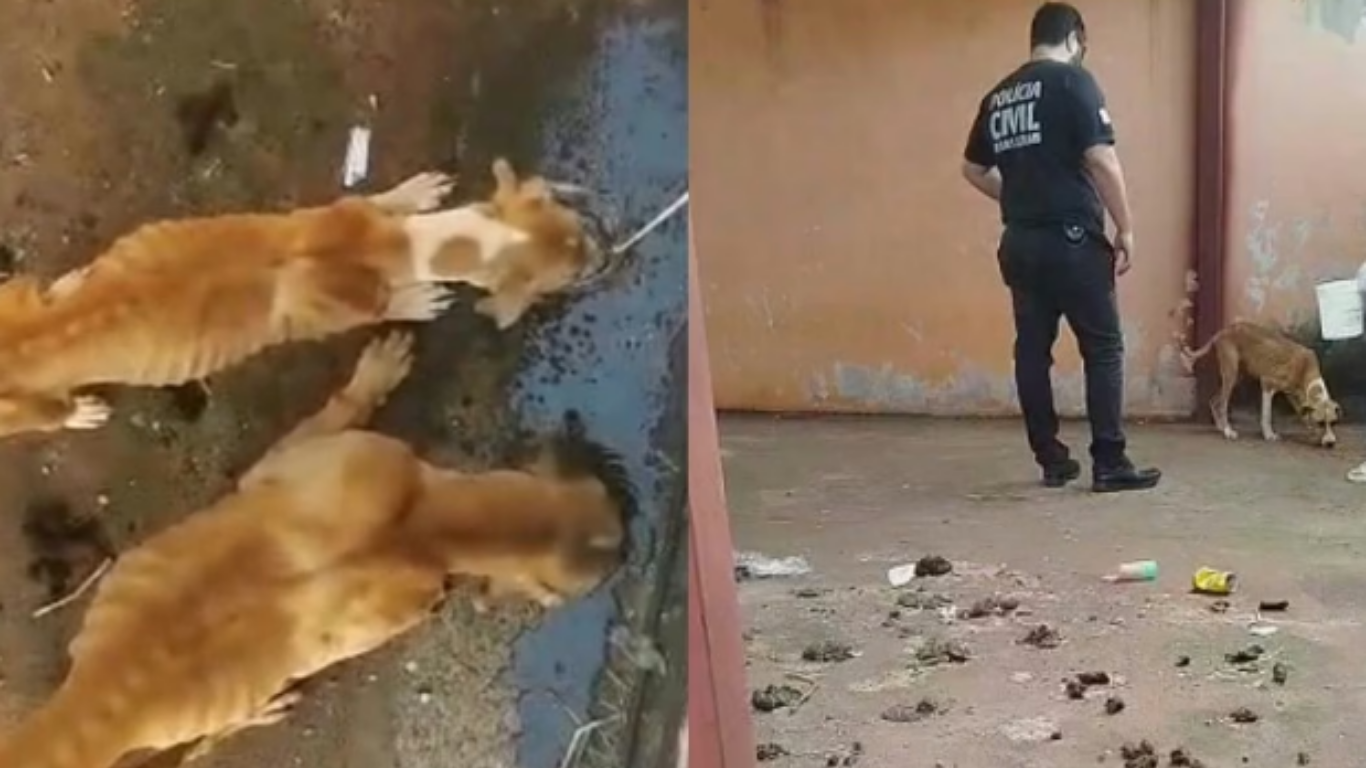 Homem é preso por maus-tratos após abandono de cães em Conceição das Alagoas
