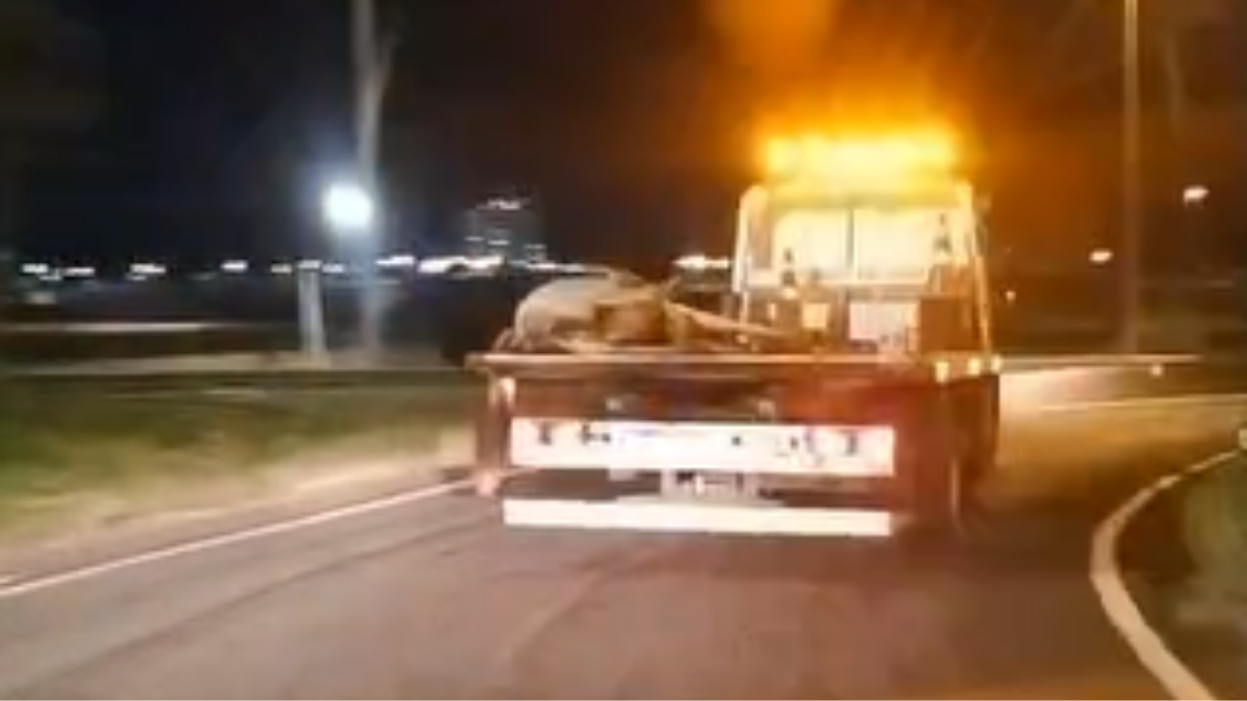 Utilitário atropela cavalo solto na pista e provoca interdição na BR-050, em Uberlândia